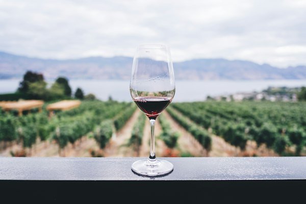 Copa de vino frente a un viñedo